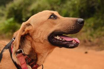 Rescue Mixed Breed Dogs for Adoption in San Diego, California - Raquel - Money Heist Litter | PetCurious