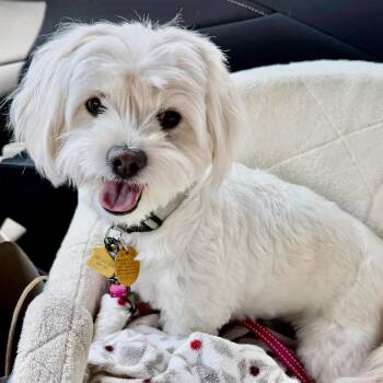 Maddie Turner -  Shih Poo Dog for Adoption in Plano, Texas - Maddie Turner | PetCurious