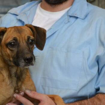 Tann -  Beagle and Chihuahua Dog for Adoption in Jackson, Louisiana - Tann | PetCurious