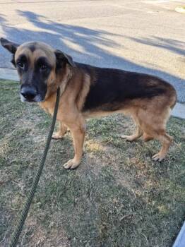 Ic-5c -  German Shepherd Dog Dog for Adoption in Lawrenceville, Georgia - Ic-5c | PetCurious