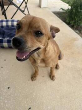 LALA -  Terrier Dog for Adoption in San Antonio, Texas - LALA | PetCurious