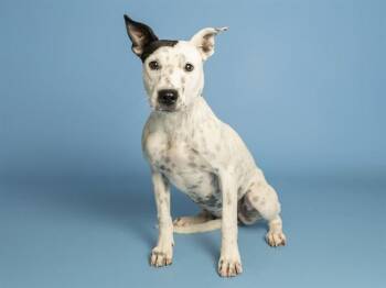 FRYBREAD -  Pit Bull Terrier Dog for Adoption in Phoenix, Arizona - FRYBREAD | PetCurious
