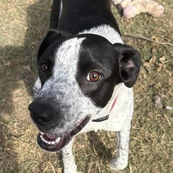 Rescue Australian Cattle Dog Blue Heeler and Terrier Dogs for Adoption in Calera, Alabama - Penelope | PetCurious