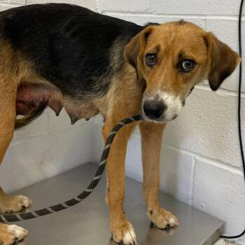 Australian Cattle Dog Blue Heeler and Hound Dogs Available for Adoption in Hattiesburg, Mississippi - Amara | PetCurious