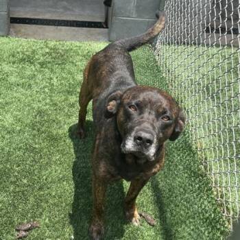 Gunner -  Mixed Breed Dog for Adoption in Savannah, Georgia - Gunner | PetCurious
