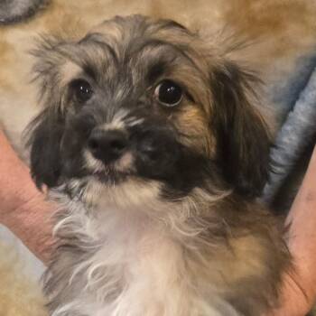 Maltese and Yorkie Poo Dogs Available for Adoption in Ridgefield, Washington - Mr. Fluffy Fig | PetCurious