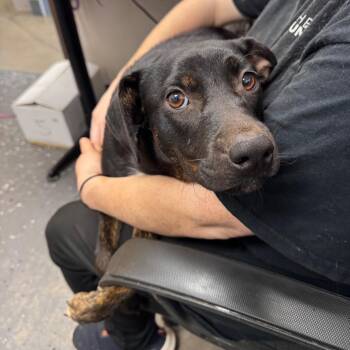Black Bird -  Mixed Breed Dog for Adoption in Columbiana, Alabama - Black Bird | PetCurious