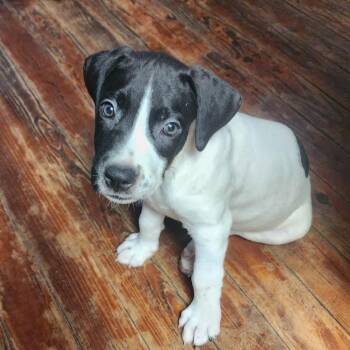 Buffy -  Pit Bull Terrier Dog for Adoption in Melrose, Florida - Buffy | PetCurious