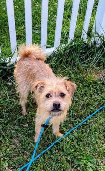 Haaland -  Norfolk Terrier Dog for Adoption in Columbia, Maryland - Haaland | PetCurious