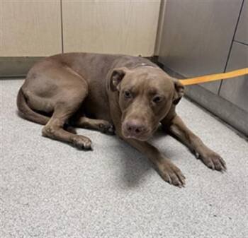 VENUS -  Pit Bull Terrier Dog for Adoption in Riverside, California - VENUS | PetCurious