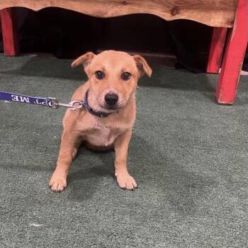 FWT Roxanne -  Cattle Dog Dog for Adoption in Midland, Texas - FWT Roxanne | PetCurious