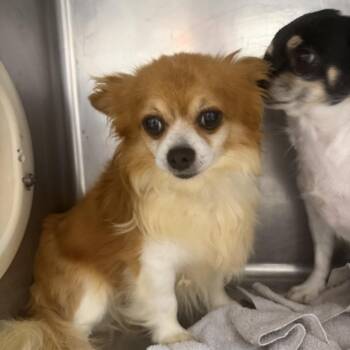 Gold Flash -  Chihuahua Dog for Adoption in Northbrook, Illinois - Gold Flash | PetCurious