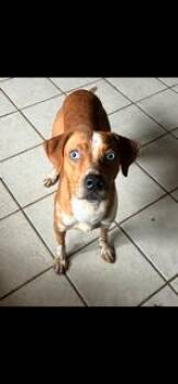 Outstanding Officer Doofy -  Catahoula Leopard Dog and Beagle Dog for Adoption in Randolph, Massachusetts - Outstanding Officer Doofy | PetCurious