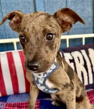 Catahoula Leopard Dog Dogs Available for Adoption in Washington, District Of Columbia - Babe Olive | PetCurious