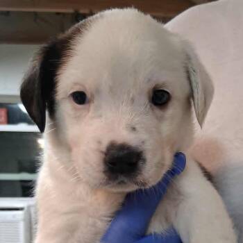 Cerulean -  Retriever and Australian Shepherd Dog for Adoption in Nashville, Tennessee - Cerulean | PetCurious