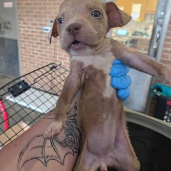 Jelly -  Pit Bull Terrier Dog for Adoption in Birmingham, Alabama - Jelly | PetCurious
