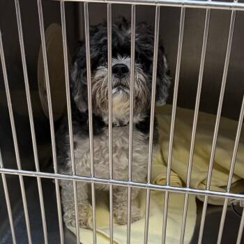 Sox -  Shih Tzu Dog for Adoption in Northbrook, Illinois - Sox | PetCurious