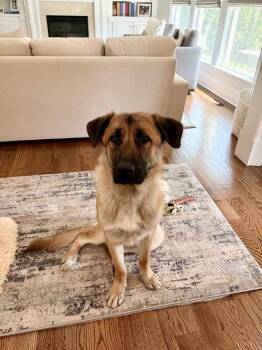 Otis -  German Shepherd Dog Dog for Adoption in Pasadena, California - Otis | PetCurious