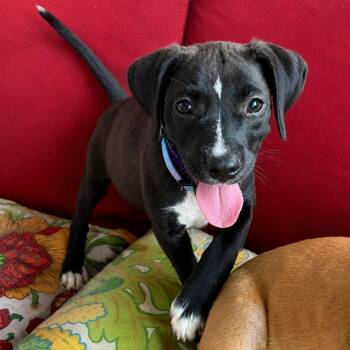 Superstar -  Labrador Retriever and Beagle Dog for Adoption in Myrtle Beach, South Carolina - Superstar | PetCurious