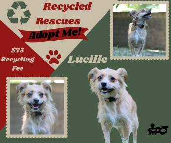 Lucille (Recycle) -  Terrier Dog for Adoption in Lindsay, California - Lucille (Recycle) | PetCurious