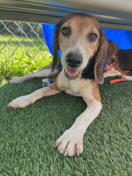 Rescue Mixed Breed Dogs for Adoption in Columbia, South Carolina - TOOTSIE | PetCurious