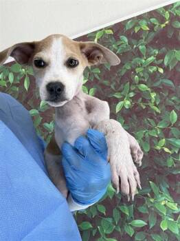 Penny -  Terrier and Mixed Breed Dog for Adoption in San Antonio, Texas - Penny | PetCurious
