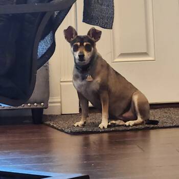 Rescue Chihuahua Dogs for Adoption in Millcreek, Utah - Vin | PetCurious