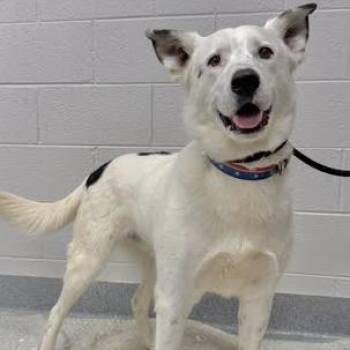 Flapjack -  Mixed Breed Dog for Adoption in Knoxville, Tennessee - Flapjack | PetCurious