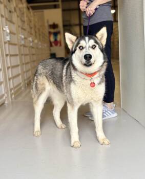 Husky Dogs Available for Adoption in Chicago, Illinois - Millie | PetCurious