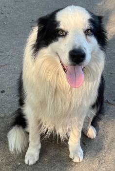 Ace -  Border Collie Dog for Adoption in Memphis, Tennessee - Ace | PetCurious