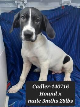 Cadler -  Coonhound and Hound Dog for Adoption in New York, New York - Cadler | PetCurious