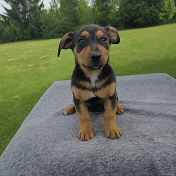 Lassen -  Labrador Retriever and Australian Shepherd Dog Available for Adoption in Holiday Hills, Illinois - Lassen | PetCurious