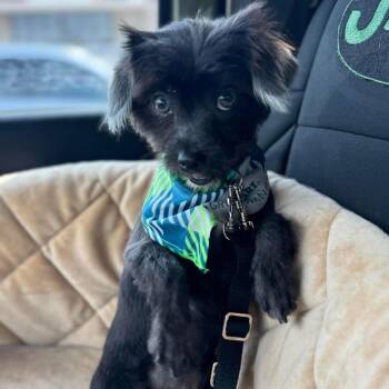 Rescue Pomeranian and Chihuahua Dogs for Adoption in Houston, Texas - Tater Tot (Dallas) | PetCurious