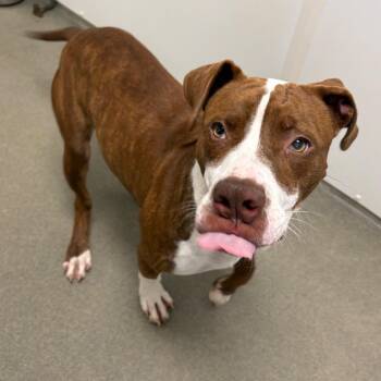 Buoy -  Mixed Breed Dog Available for Adoption in Rocky Mount, Virginia - Buoy | PetCurious