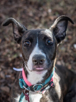 Rescue Mixed Breed Dogs for Adoption in Chamblee, Georgia - Estell | PetCurious