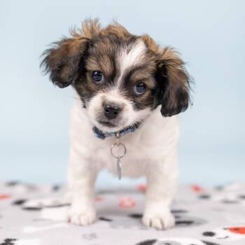 Shih Tzu Dogs Available for Adoption in Portland, Oregon - River | PetCurious