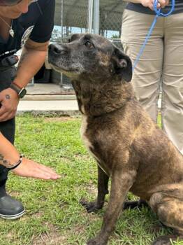 Marvelous Molly -  Plott Hound and Belgian Shepherd Malinois Dog Available for Adoption in Reston, Virginia - Marvelous Molly | PetCurious