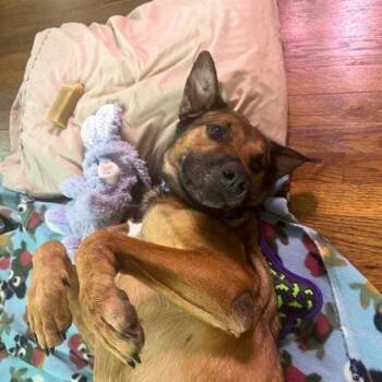 Mixed Breed Dogs Available for Adoption in Chamblee, Georgia - Erica | PetCurious
