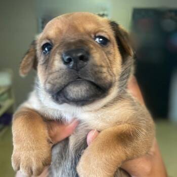 Magi -  Mixed Breed Dog for Adoption in Valley, Alabama - Magi | PetCurious