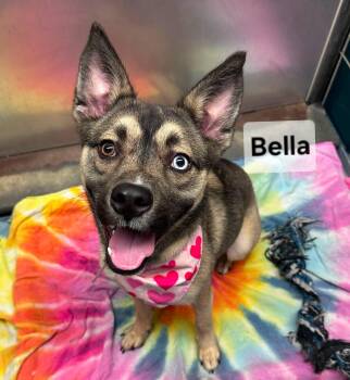 Bella -  Husky Dog for Adoption in Elizabeth, Colorado - Bella | PetCurious
