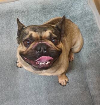 French Bulldog Dogs Available for Adoption in Chula Vista, California - MEATBALL | PetCurious