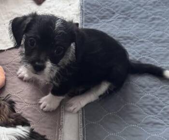 Maltese and Shih Tzu Dogs Available for Adoption in Monroe, North Carolina - Liam | PetCurious