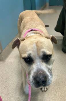 Rescue American Staffordshire Terrier Dogs for Adoption in Newton, North Carolina - TIDUS | PetCurious