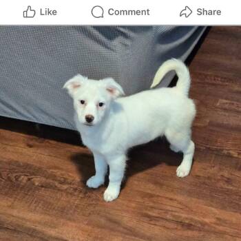 Shetland Sheepdog Sheltie and Chihuahua Dogs Available for Adoption - Hannah | PetCurious