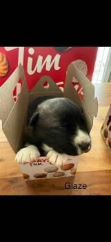 Mixed Breed Dogs Available for Adoption in Athens, Ontario - Glaze | PetCurious