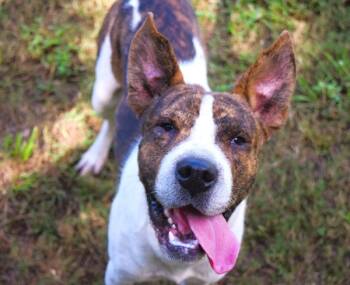 Rescue Pit Bull Terrier Dogs for Adoption in Mobile, Alabama - Bubblegum | PetCurious