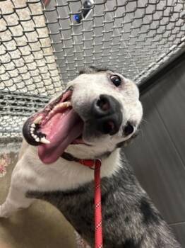 Rescue Australian Shepherd and Hound Dogs for Adoption in West Chester, Pennsylvania - Finley | PetCurious