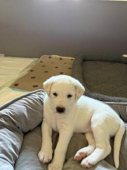 Hadlee (Lee Litter) -  Australian Cattle Dog Blue Heeler and Great Pyrenees Dog for Adoption in New Albany, Ohio - Hadlee (Lee Litter) | PetCurious