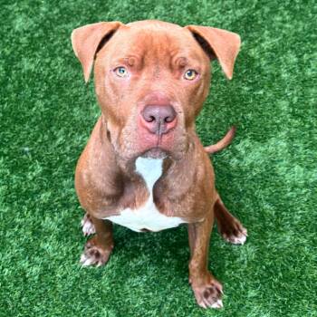 Pit Bull Terrier Dogs Available for Adoption - Bobby | PetCurious