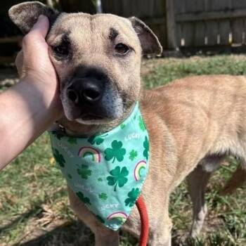 Lil Max -  Shepherd Dog for Adoption in Houston, Texas - Lil Max | PetCurious